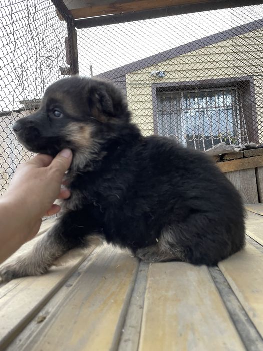 Щенки немецкой овчарки