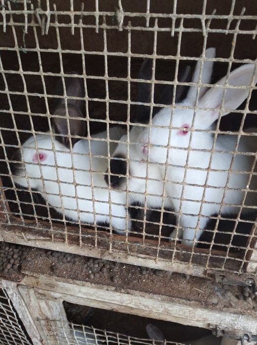 Quyonla sotiladi 3 ta