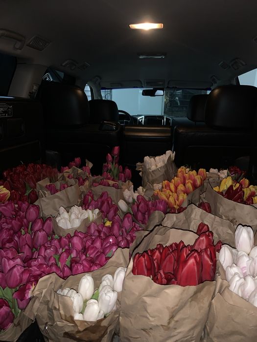 Тюльпаны голландские