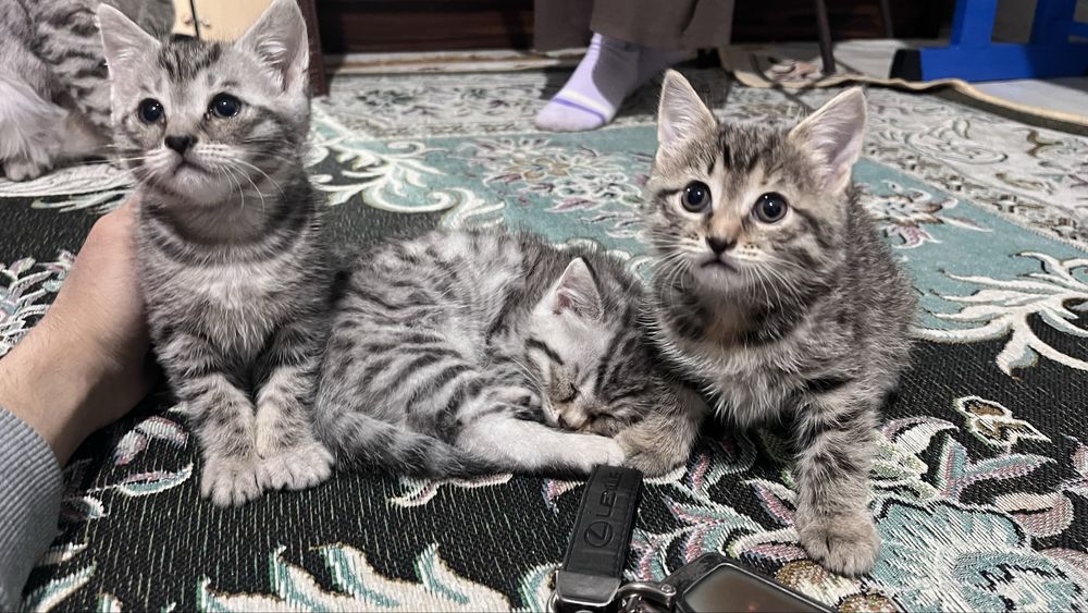 Мысықтар сатылады