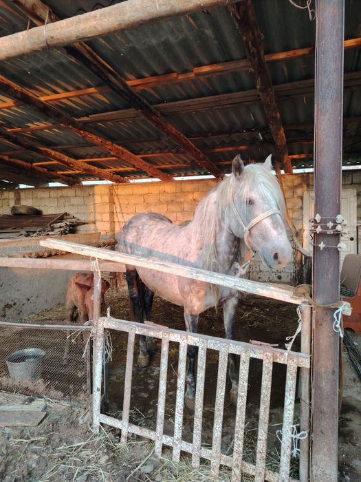 Құлынды бие сатылады