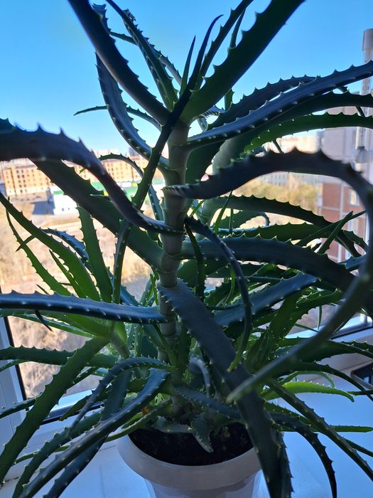 Продаю Алоэ лечебный, 3 года