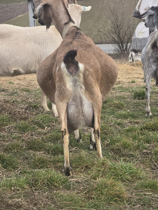 Vand 2 capre o anglo nubiana si un zanen