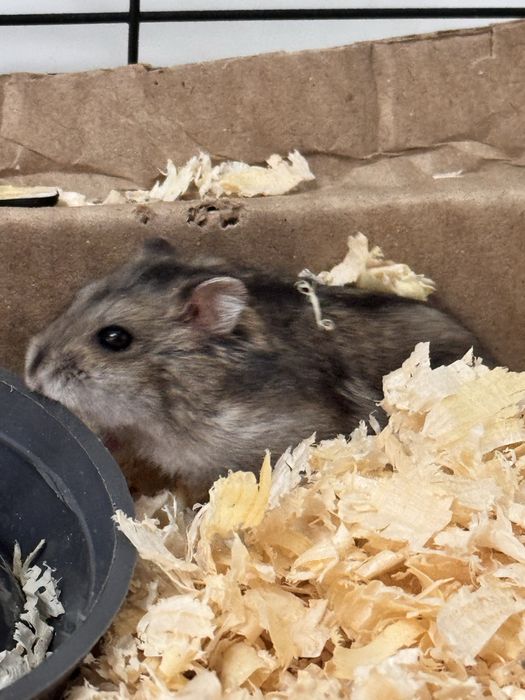 Хомяки,  клетка для хомяков