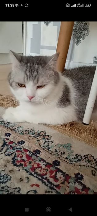 Продам кота доброго, спокойного