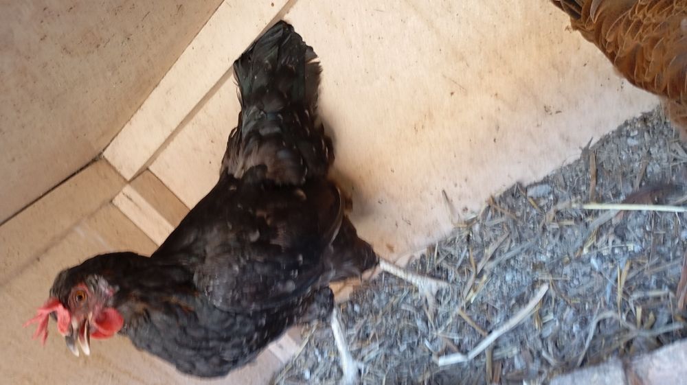 Damashniy tozza tovuqlar