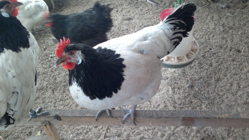 Vand oua pentru incubat de lakenvelder. lakenfelder.