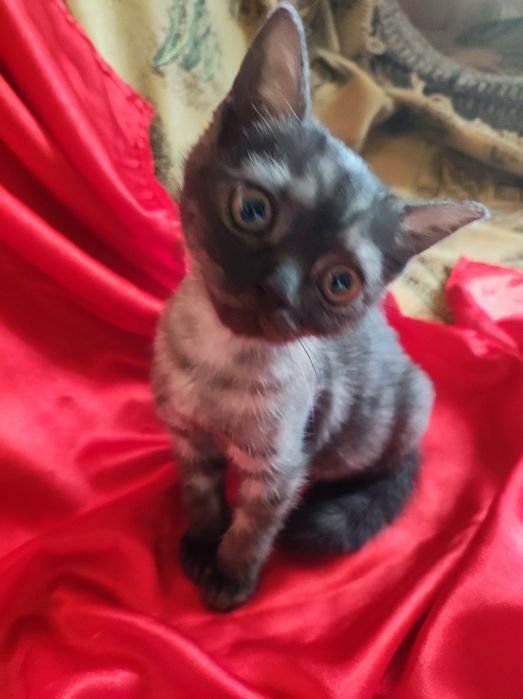 Котенок шотланка