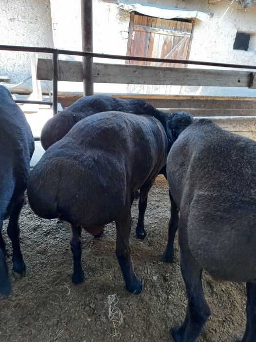 Хисори уйда бокилган койлар