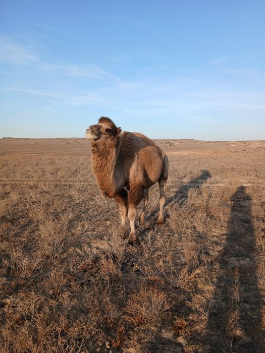 Буаз түйе сатылады