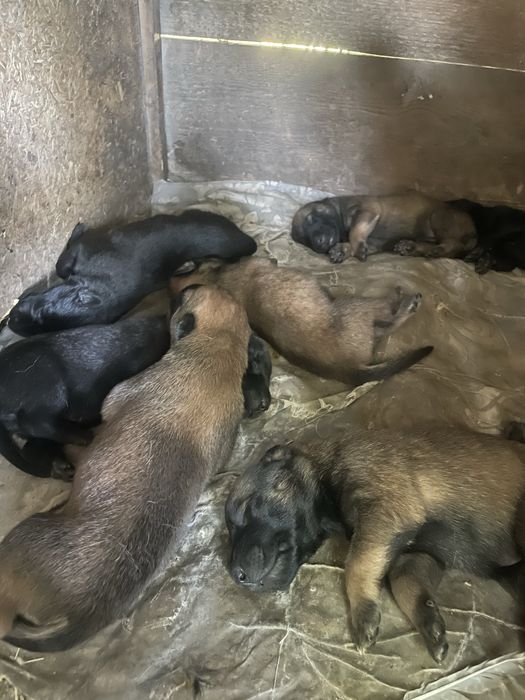 Садовый баковой арешник