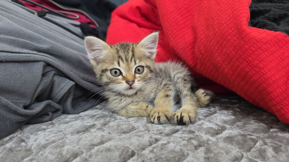 Отдам в добрые руки. Котенок Мальчик