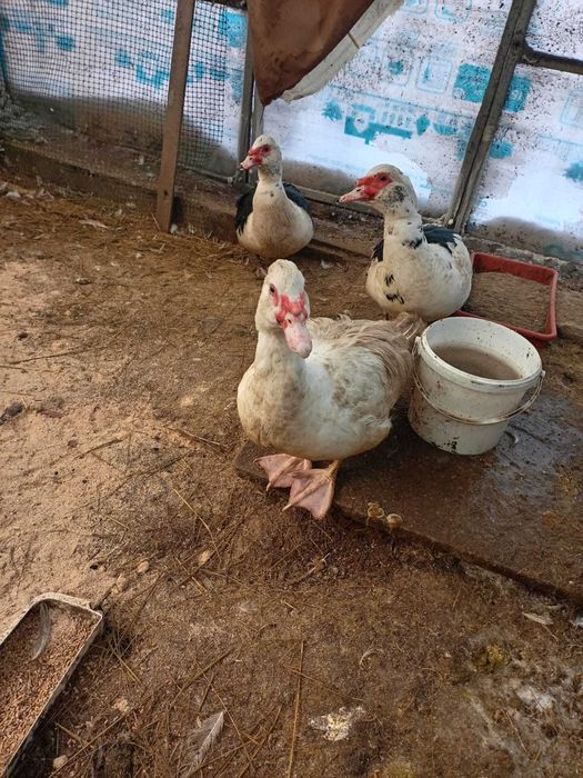 Индоутки селезни от 9 месяцев