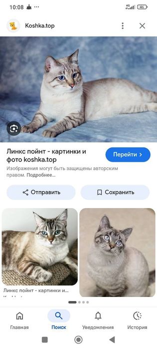 БЕСПЛАТНО,  ЛИНКС ПОЙНТ,котенок породистый  1,5 месяца, девочка