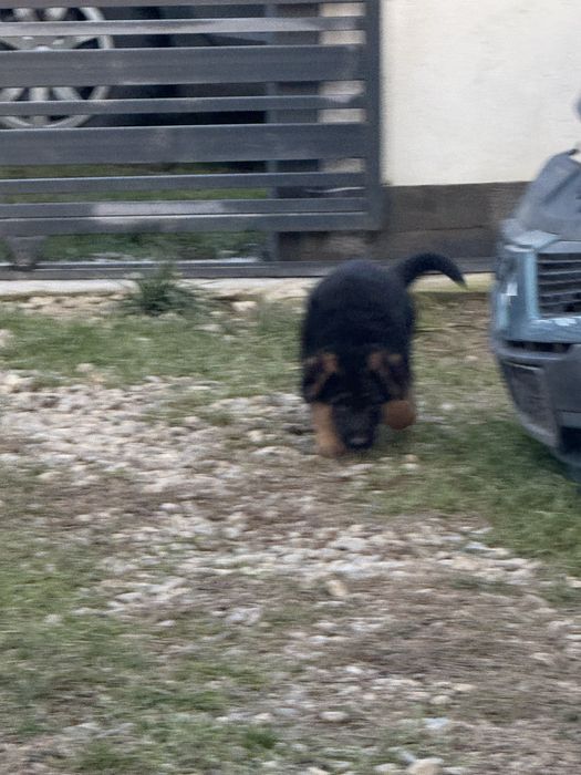 Vand pui Ciobanesc German