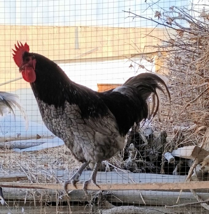 Австралорп хўрозлари сотилади