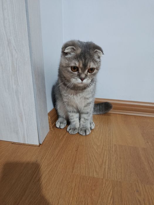 Mushuk sotiladi qiz bola