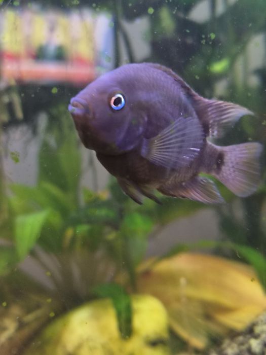 Donez 6 sajica, 4 molly negru, 2 severum