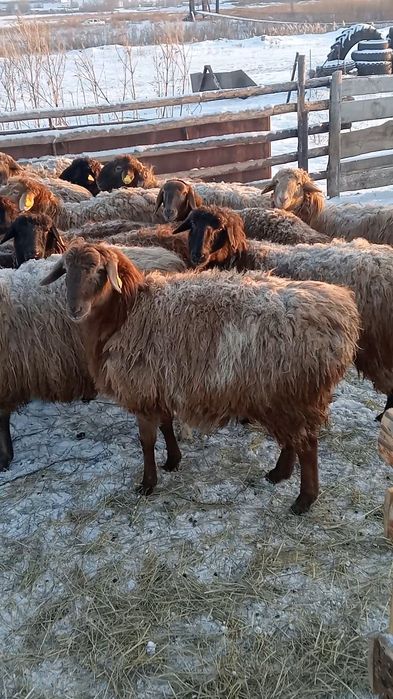 Продам костратов с откорма