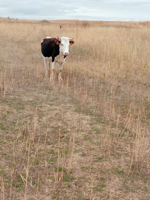 Бык, бычок и корова