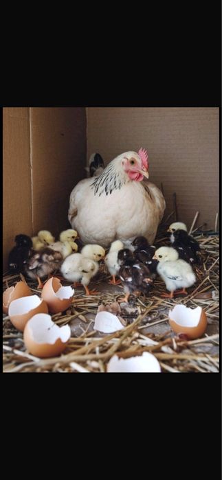 Инкубационные яйца