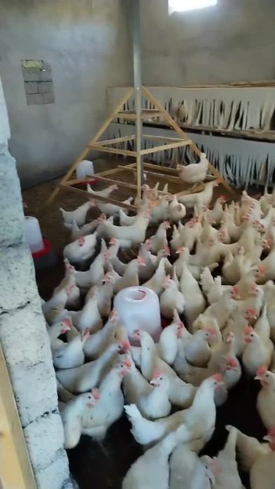 5,5 oylik loman sendi tuxum yoʻnnalishidagi tovuqlar sotiladi