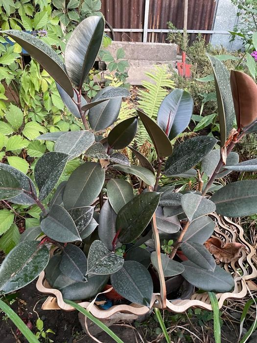 Продам комнатные цветы