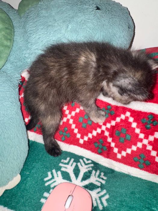 Кошечка, девочка