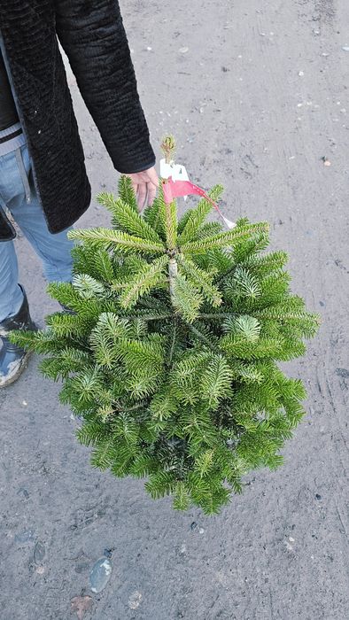Пихта, Живы ёлка