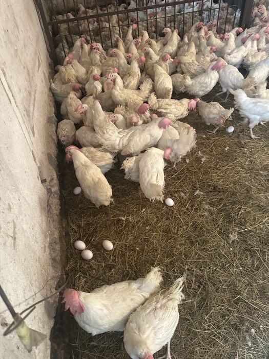 Куры несушки белые