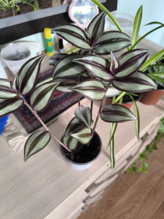 Традесканция  кактусы суккуленты