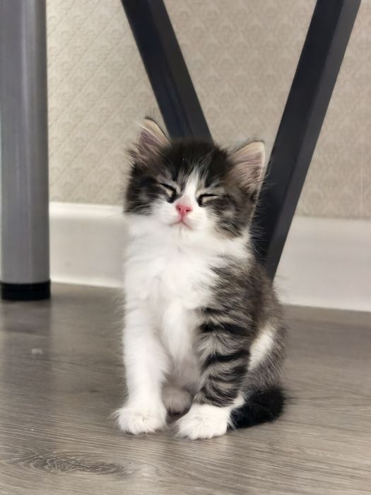 Котенок девочка бесплатно