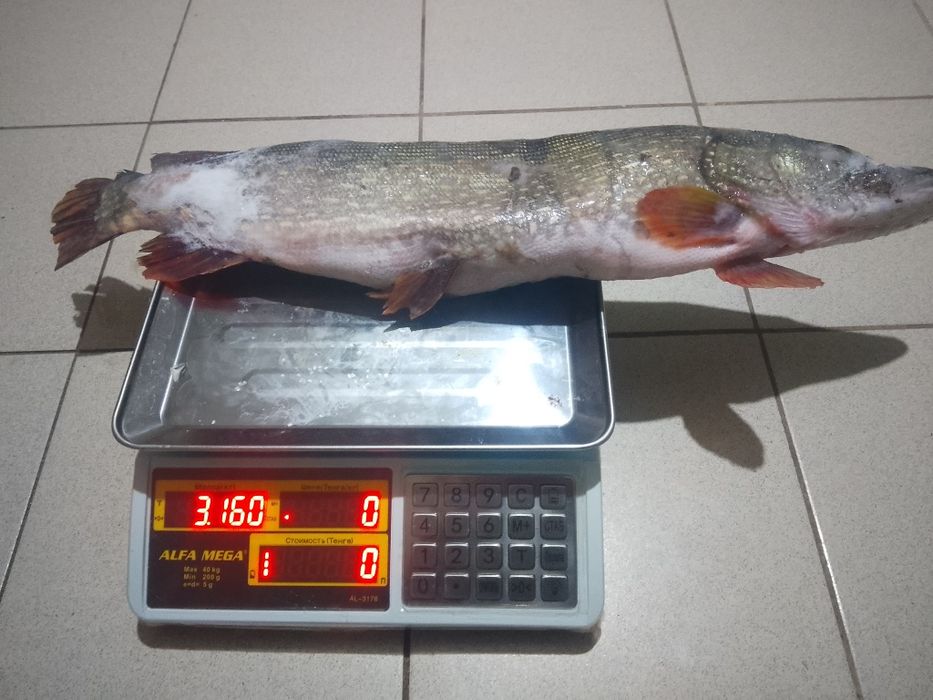 Продам щуку мелкая и крупная