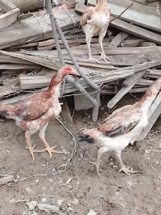 Дакан июньский мекен бар