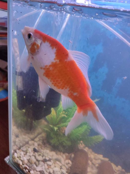 золотая рыбка аквариумная