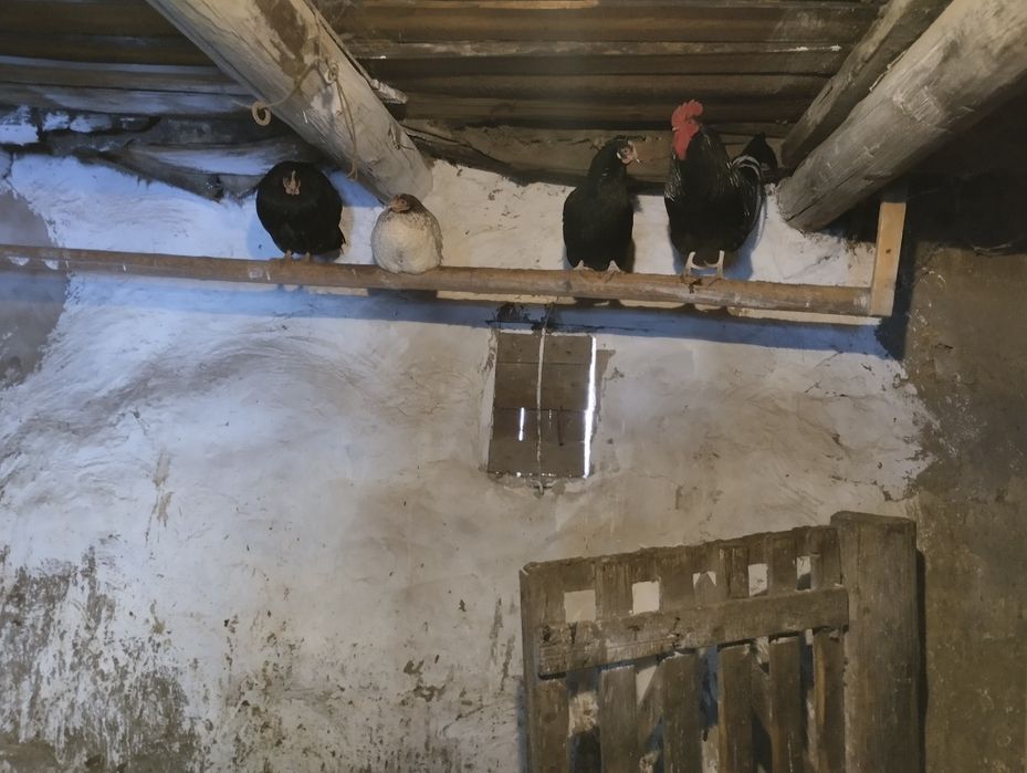 Продам дамашний куры