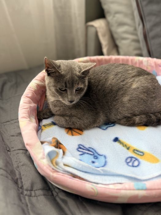 Нежно коте, кастрирано, безплатно