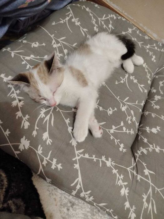 Маленький котенок