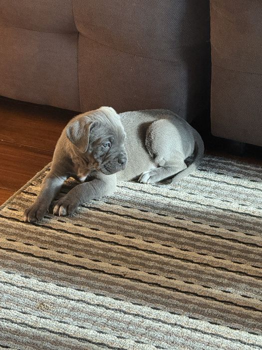 Кане Корсо / Cane Corso