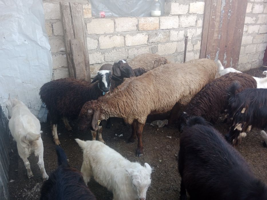 Ешкілер, лақтар, шыбыштар, текелер сатылады...