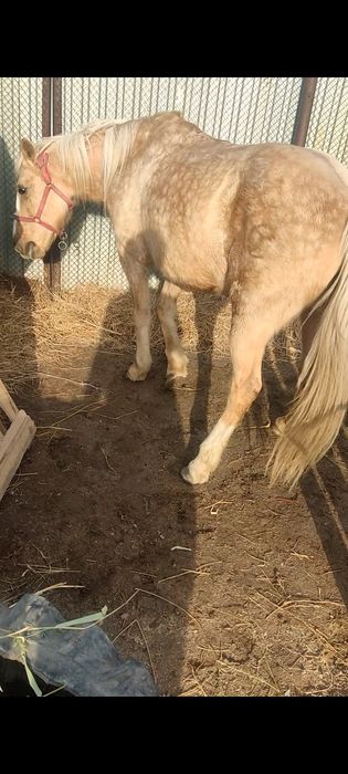 Соғым 4 жасар үлкен ат