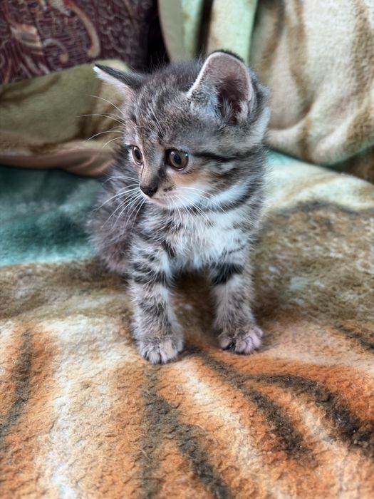 Отдам котят срочно