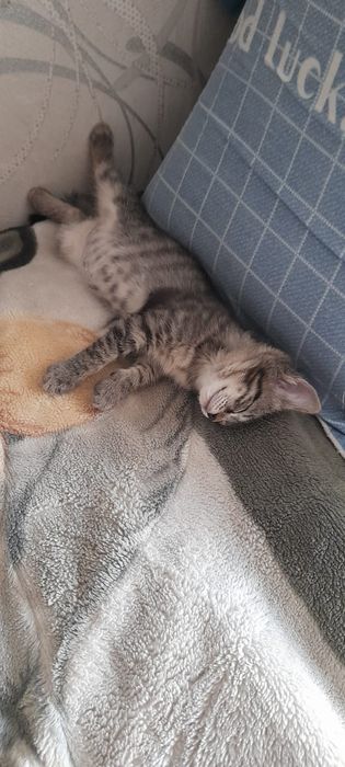 Отдам котенка девочку 2.5 месяца