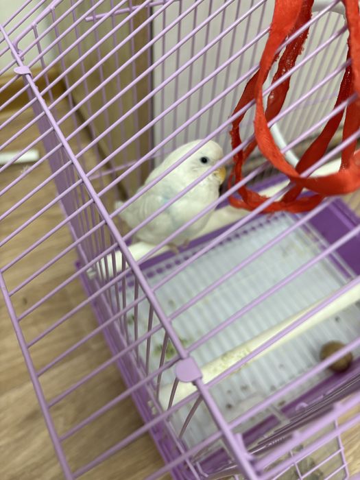 Продам Попугая добрым людям