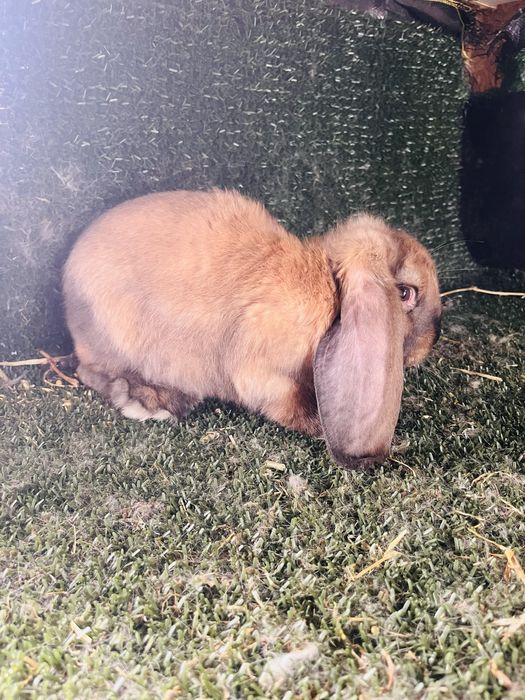 Mascul thuringer de 2luni