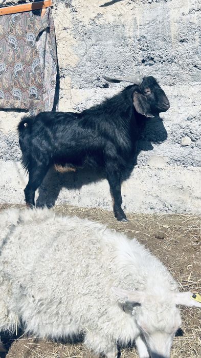 Теке Козел продам или Обмен