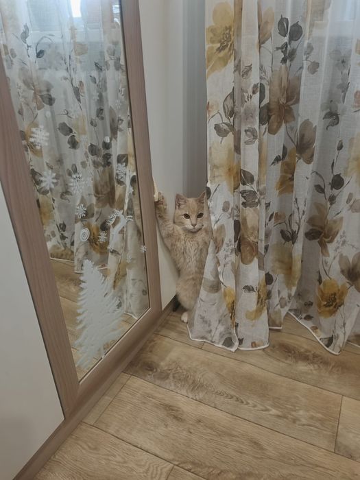 Отдам кота в хорошие добрые руки