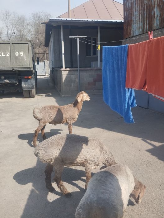 Продам гиссар  в