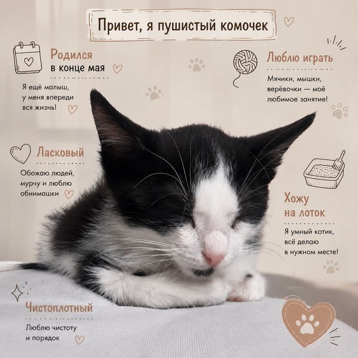 Котенок отдам в любящую семью животных