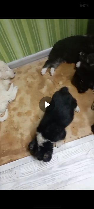 Щенки ищут семью